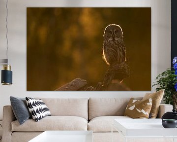 Great Grey Owl ( Strix nebulosa ) perched on an exposed rock in warm orange backlight of morning sun by wunderbare Erde