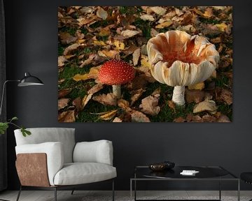 Kleurige herfst paddenstoelen, Samen! sur Dennis Weggelaar