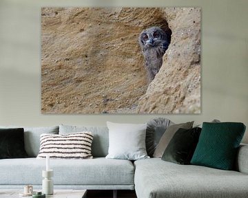 Europaeischer Uhu ( Bubo bubo ), Jungvogel schaut aus seiner Bruthöhle in einer Sandgrube hervor, lu von wunderbare Erde
