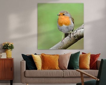 Robin Redbreast ( Erithacus rubecula ) perched on the branch of a tree in spring, cute little garden van wunderbare Erde
