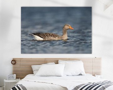 Greylag Goose ( Anser anser ), one adult, swims close by, on blue waters, detailed side view, looks 