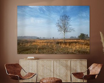 Birke und Gras auf Heide in Vierhouten an der Veluwe von Cor de Hamer