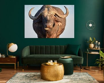 Een oude buffel in Afrika van Jolene van den Berg