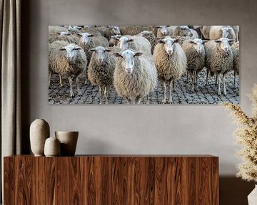 sheep in a row by Hans Brasz