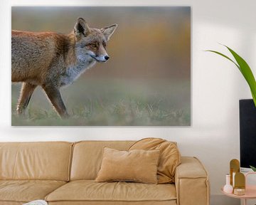 Red Fox ( Vulpes vulpes ) watching curious, soft light, close up, half body, headshot, wildlife, Eur
