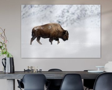 American Bison ( Bison bison ) strong bull in winter, walking through snow, side view, Yellowstone A van wunderbare Erde