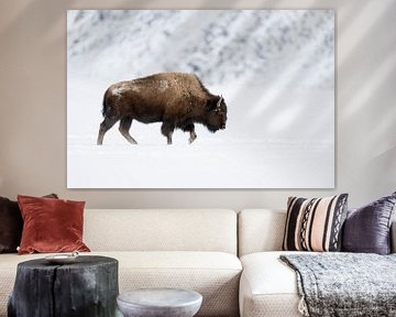 American Bison ( Bison bison ) strong bull in winter, walking through snow, side view, Yellowstone A van wunderbare Erde