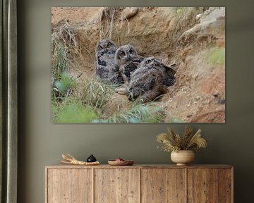 Eurasian Eagle Owls ( Bubo bubo ), chicks, young owls, sitting, resting in a sand pit, wildlife, Eur van wunderbare Erde