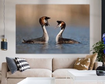 Great Crested Grebes ( Podiceps cristatus ), couple in courtship routine, swimming breast to breast, van wunderbare Erde