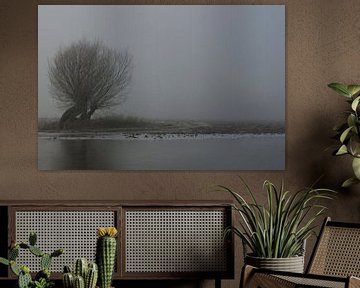Flooded fields with old pollard trees on a typical misty grey winter morning at Lower Rhine, North R van wunderbare Erde
