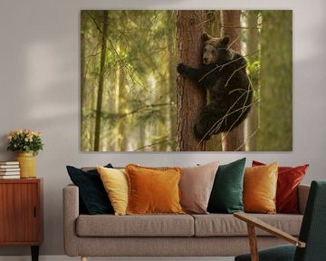 European Brown Bear ( Ursus arctos ), young cub, climbing up a tree, looks a little bit anxious, in 