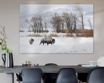 American Bisons ( Bison bison ) in typical surrounding,walking through a snowy landscape, Lamar Vall van wunderbare Erde