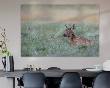 Fawn of Red Deer (Cervus elaphus) in autumn, lying, resting in dew wet grass. sur wunderbare Erde