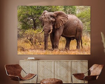 Der afrikanische Elefant, der gerade im Regen steht.