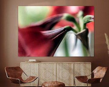 Blume I - Amaryllis sur Michael Schulz-Dostal