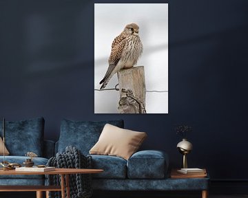 Kestrel ( Falco tinnunculus ), female adult in winter, perched on top of a fence post, resting, watc