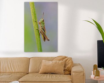 Meadow Grasshopper ( Chorthippus parallelus ) resting on a grass stem, detailed close-up, clean back