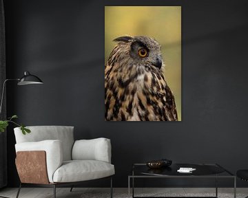 Beautiful and detailed close up, headshot  of an adult Eagle Owl ( Bubo bubo ).