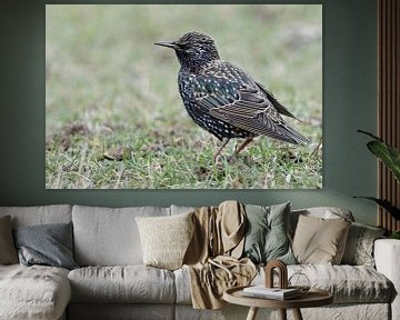 Common Starling ( Sturnus vulgaris ) in winter, beautiful and typical songbird, sitting / standing i van wunderbare Erde