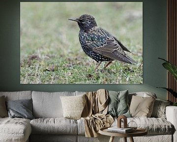 Star ( Sturnus vulgaris ), wunderschöner und bekannter Singvogel, sitzt auf einer Wiese im Gras, sei von wunderbare Erde