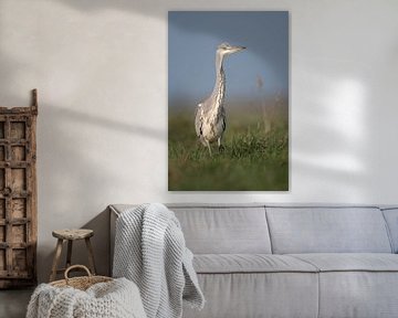 Grey Heron ( Ardea cinerea ), slowly walking through high grass of a meadow, watching around attenti van wunderbare Erde