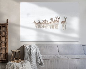 Pronghorns ( Antilocapra americana ) in winter, snow, small herd, standing in a row, waiting, watchi van wunderbare Erde