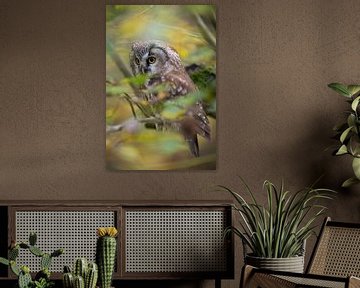 Boreal Owl / Tengmalm's Owl  ( Aegolius funereus ) sitting in a tree in midst of autumnal colored ye van wunderbare Erde