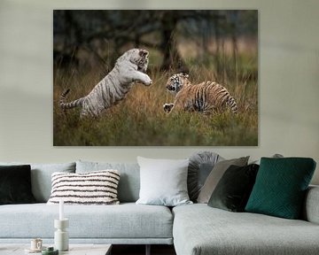 Koenigstiger ( Panthera tigris tigris), zwei Jungtiere in spielerischem Kampf von wunderbare Erde