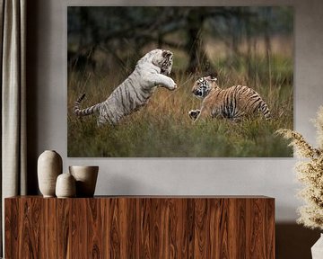 Koenigstiger ( Panthera tigris tigris), zwei Jungtiere in spielerischem Kampf von wunderbare Erde