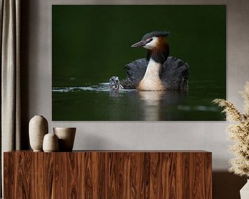 Great Crested Grebe (Podiceps cristatus), adult with fledgling, old and young, swimming next to each van wunderbare Erde