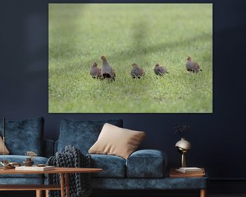 Grey Partridges ( Perdix perdix ), flock, shy little group walking over a green field of winter whea