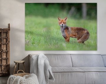 Attentive Red Fox ( Vulpes vulpes ), while change of coat, on a meadow, watching surprised directly 