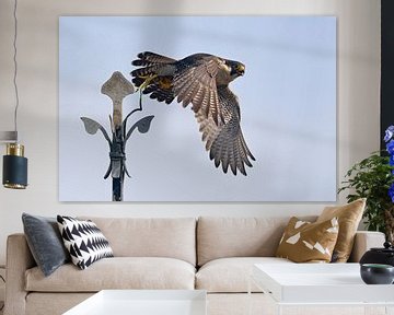 Wanderfalke ( Falco peregrinus ), Altvogel im Flug, beim Abflug von einer Kirchturmspitz, Kirchenkre van wunderbare Erde