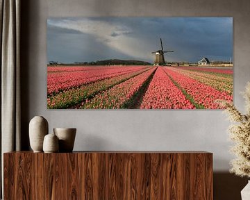 Molen met roze tulpen onder een bewolkte hemel