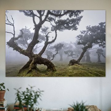 In het land van Feeën en elfen....