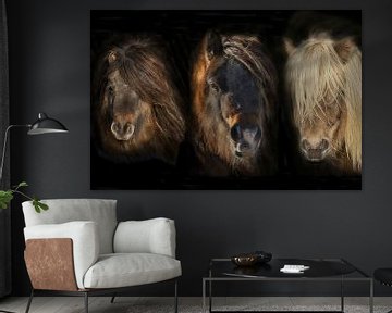 Shetland Pony compilatie Portretten van Gert Hilbink