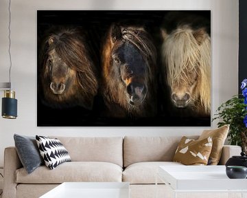 Shetland Pony compilatie Portretten van Gert Hilbink
