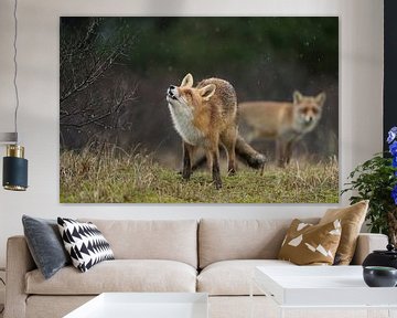 Red Fox ( Vulpes vulpes ) two together in natural surrounding, on a rainy day, one is watching up to