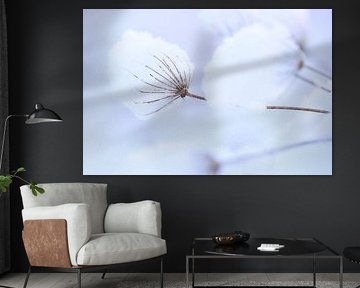 Fleurs de neige sur Johan Scholtens