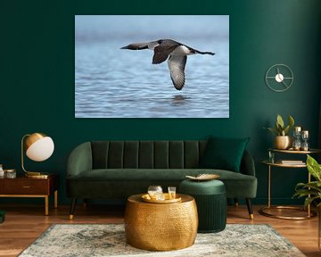 Black-throated Loon / Arctic Loon ( Gavia arctica ), in flight, flying close above water surface, si