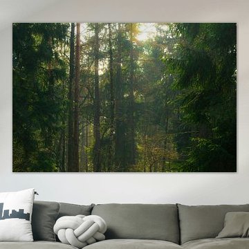 Zonnestralen door de bomen