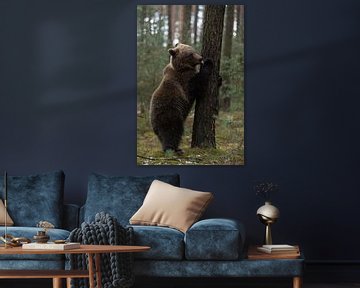 European Brown Bear ( Ursus arctos ), playful young cub, standing on hind legs, licking its paw, loo sur wunderbare Erde