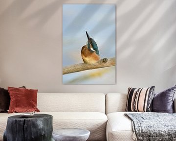 Young Common Kingfisher ( Alcedo atthis ) looks straight up to the sky, nice clean background, wildl by wunderbare Erde