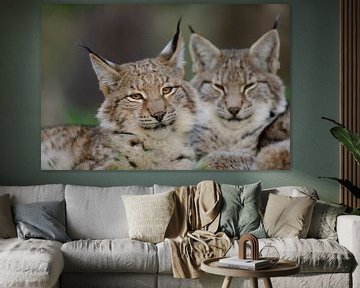Head portrait of two Eurasian Lynx ( Lynx lynx ) laying next to each other, Europe. by wunderbare Erde