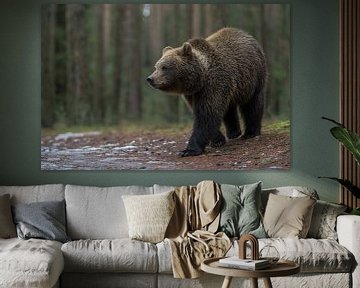 Eurasian Brown Bear ( Ursus arctos ), strong and powerful, at the edge of a forest, Europe.