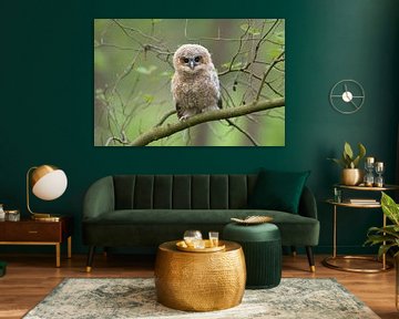 Cute fledgling of Tawny Owl ( Strix aluco ) perched on a branch, begging for food, its dark brown ey