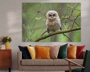Cute fledgling of Tawny Owl ( Strix aluco ) perched on a branch, begging for food, its dark brown ey van wunderbare Erde