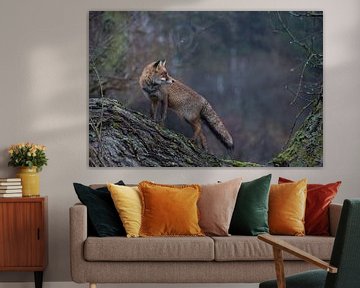 Red Fox  ( Vulpes vulpes ) adult, wet winterfur, climbed on a tree, standing, looks back, on a rainy