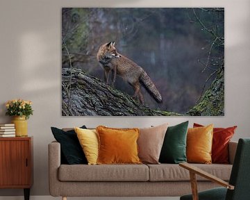 Rotfuchs ( Vulpes vulpes ) im Winterfell, steht im Regen auf einem Baum und schaut sich um von wunderbare Erde