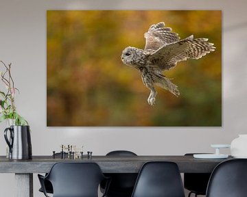 Tawny Owl ( Strix aluco ) in flight, flying in front of an autumnal coloured background, side view, 